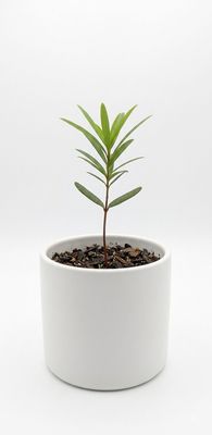 Illawarra Plum Pine