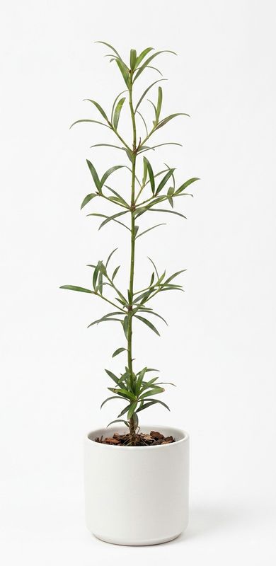 Illawarra Plum Pine