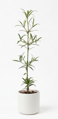 Illawarra Plum Pine