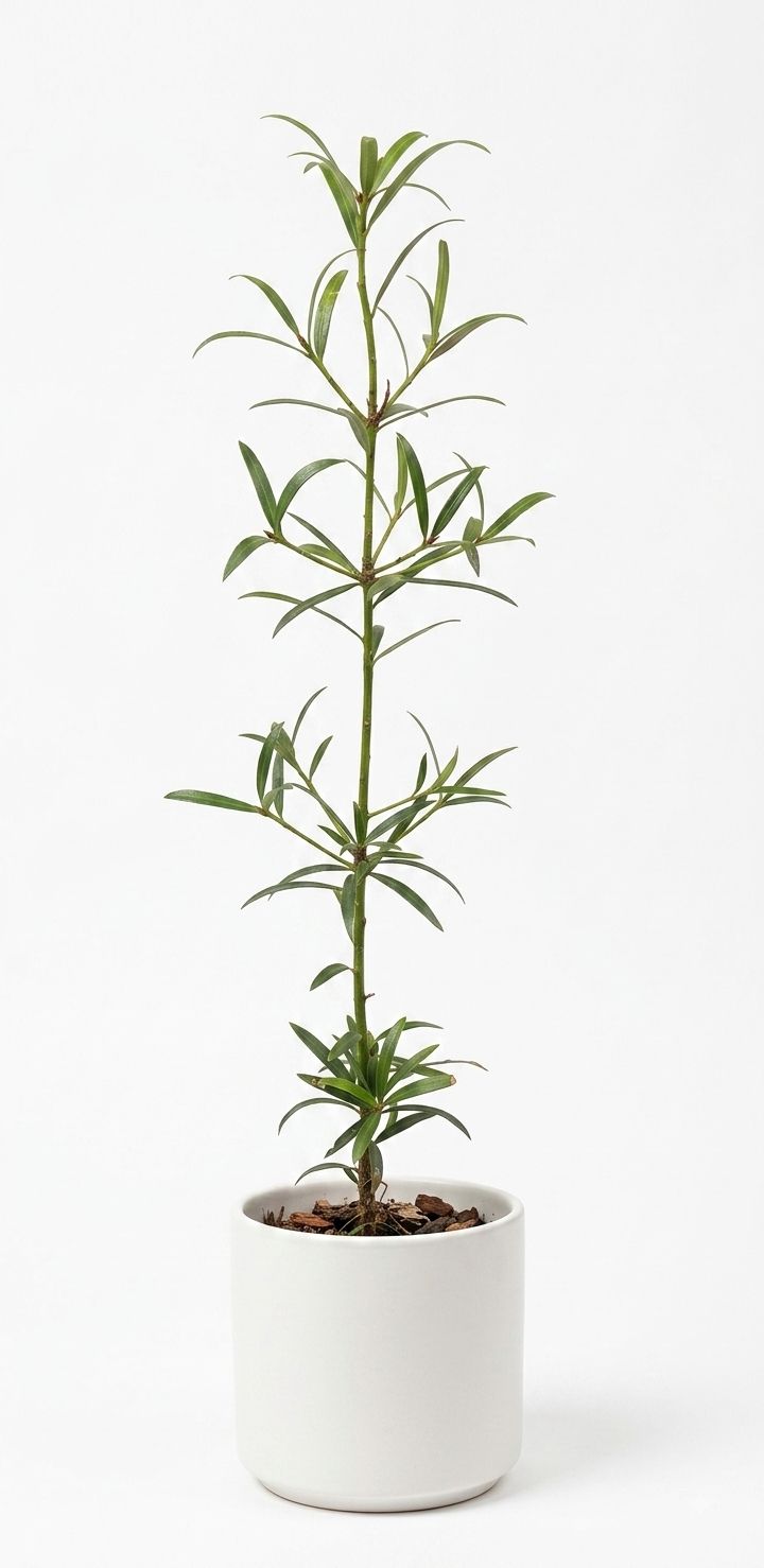 Illawarra Plum Pine