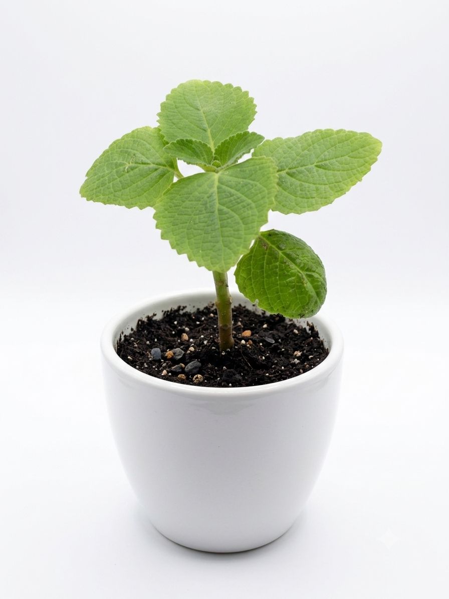 Bush Basil