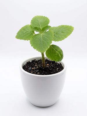 Bush Basil