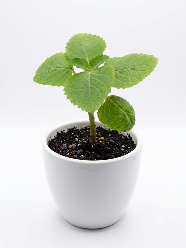 Bush Basil