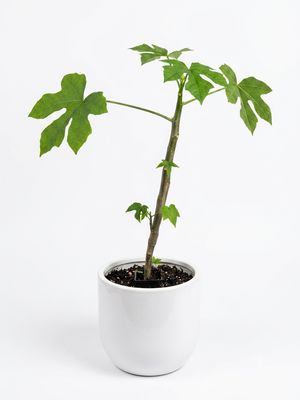 Chaya, Tree Spinach