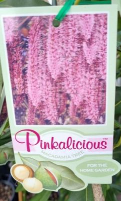 Macadamia Pinkalicious