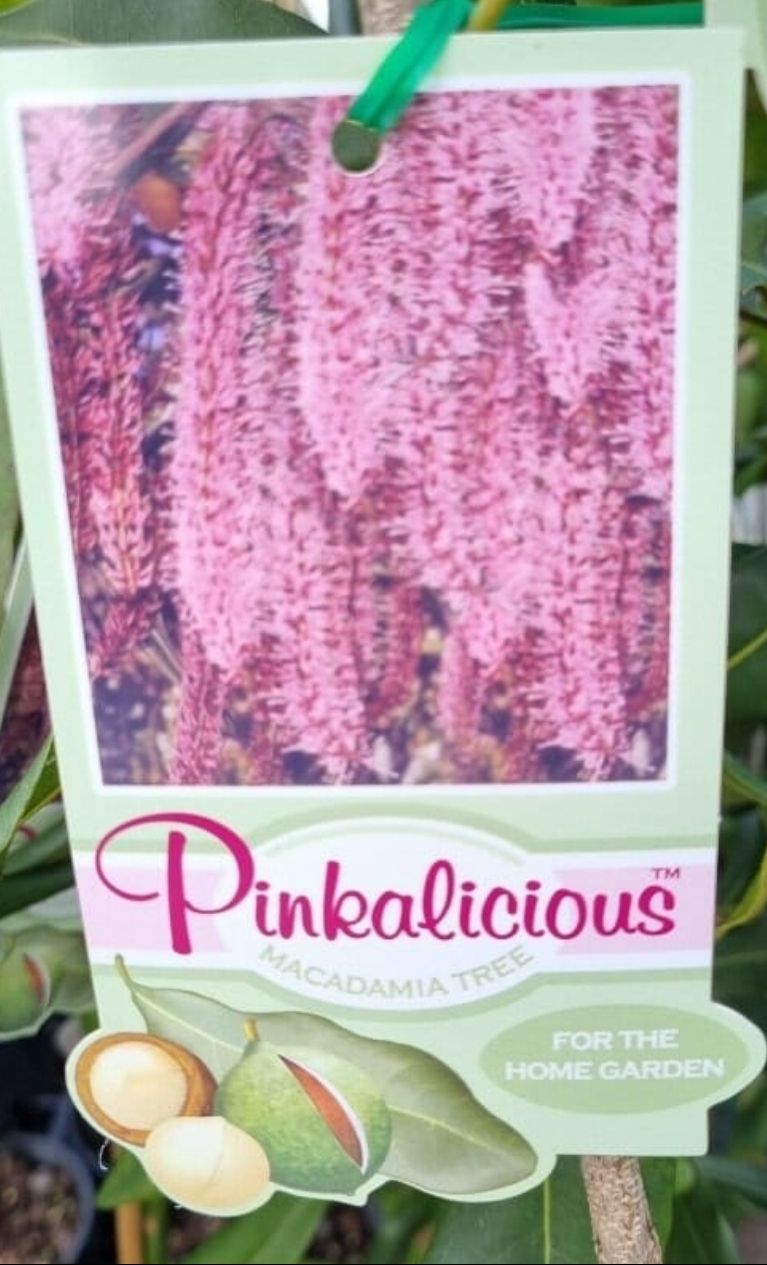 Macadamia Pinkalicious