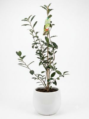 Green Tea, Camellia sinensis