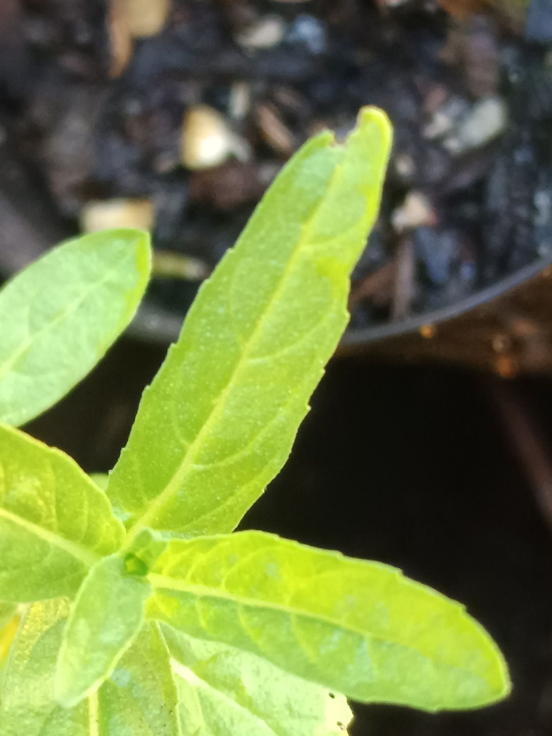 Hyssop