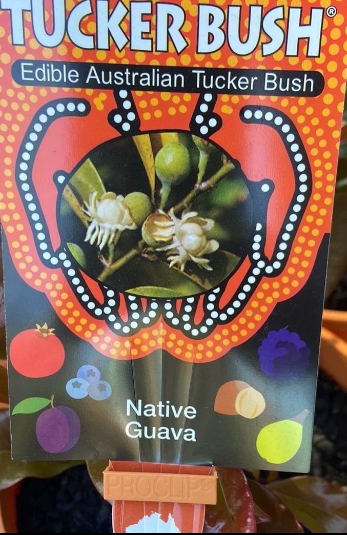 Bolwarra, Native Guava
