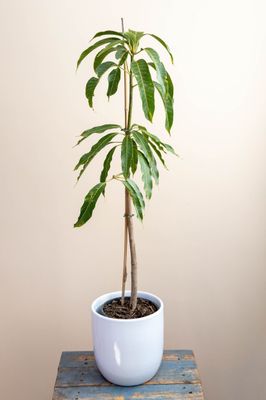Lemon Zest Grafted Mango