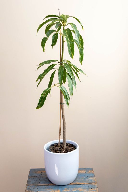 Lemon Zest Grafted Mango 