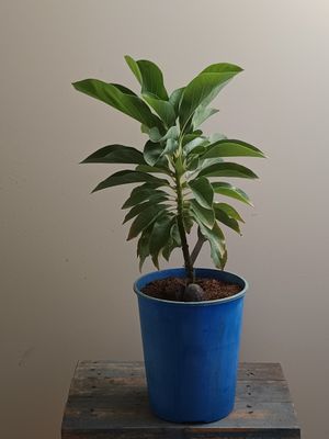 Mexicola Avocado