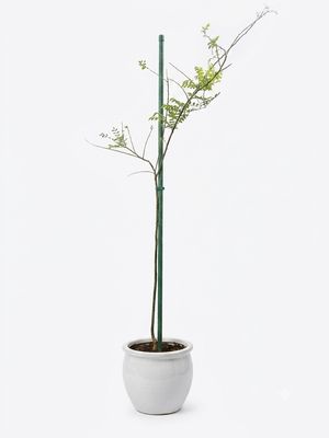 Japanese Pergoda Tree