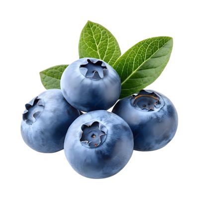 Biloxi Blueberry