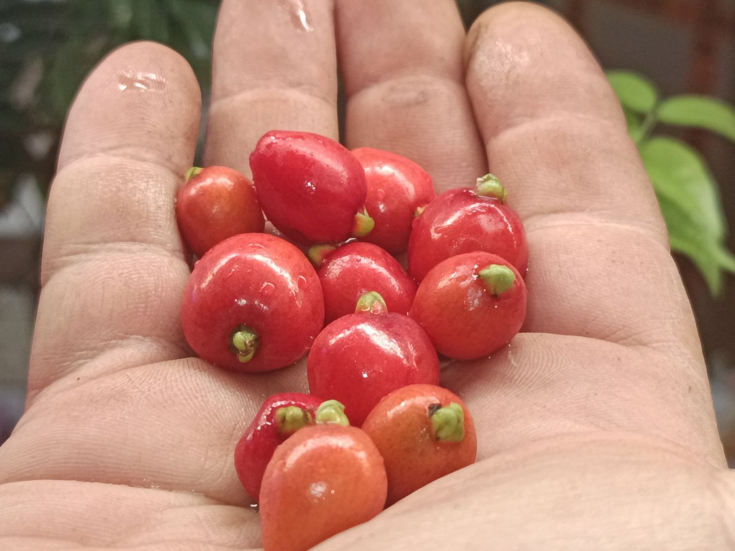 Cedar Bay Cherry, Beach Cherry