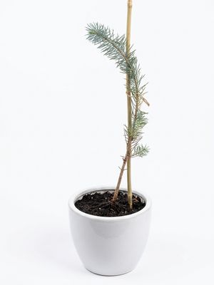 Stone Pine Nut