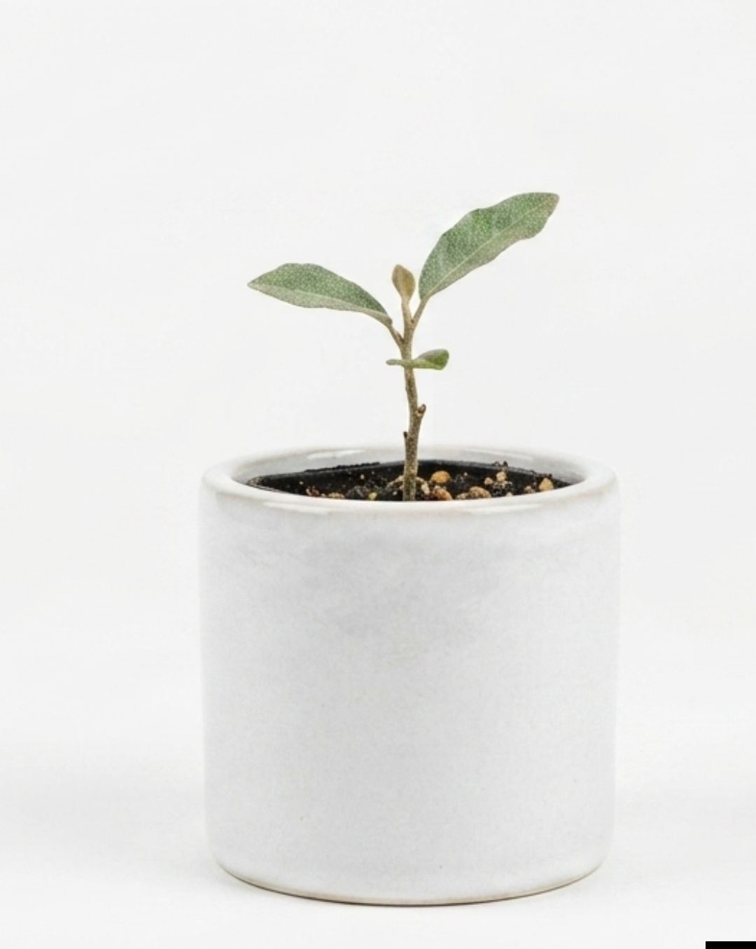 Elaeagnus x ebbingei