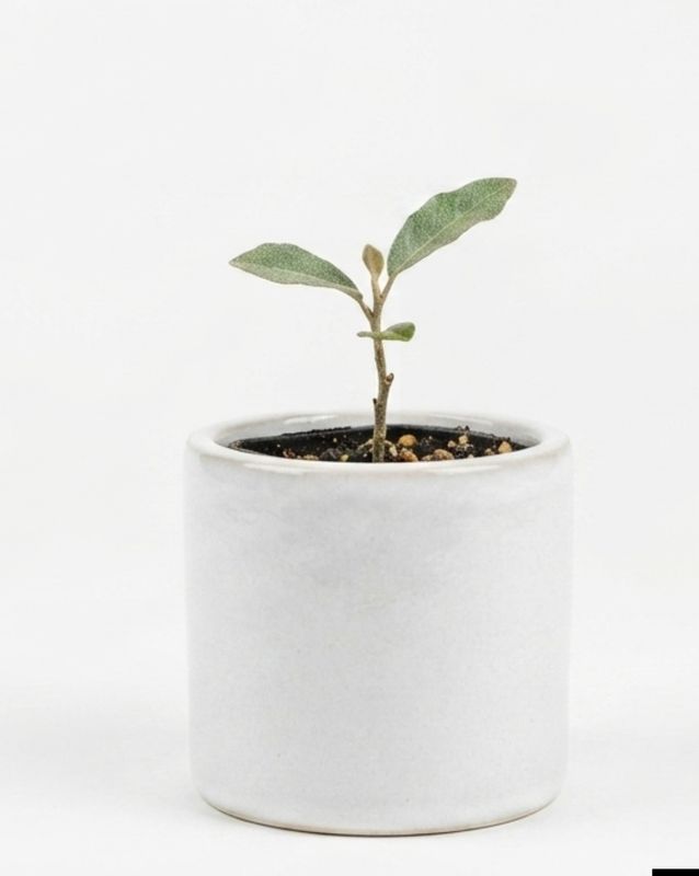 Elaeagnus x ebbingei