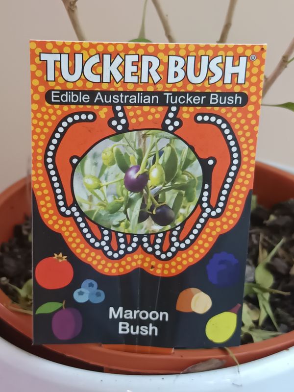 Maroon Bush
