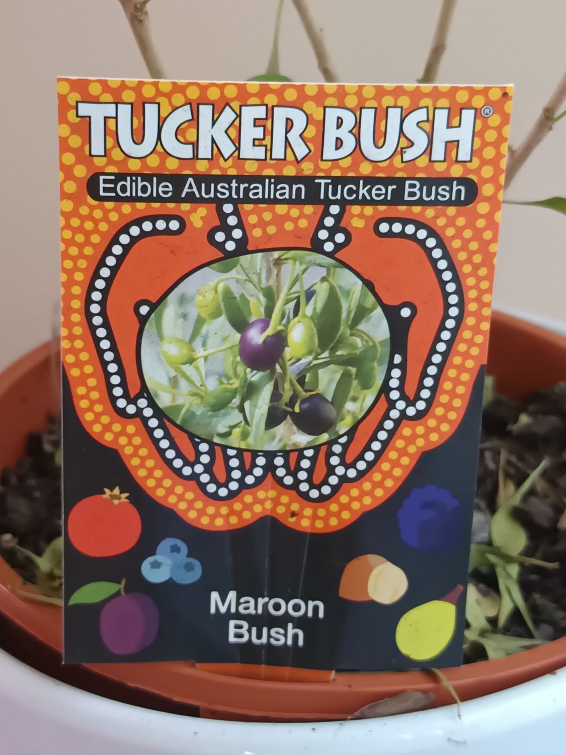 Maroon Bush