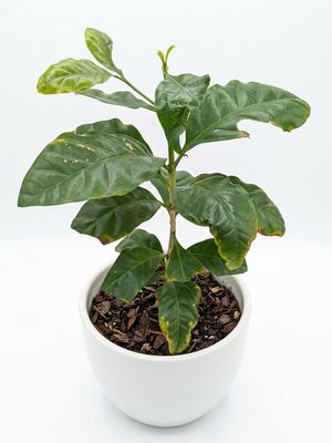 Dwarf Coffee