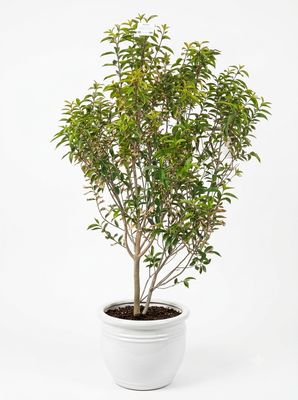 Weeping lillypilly