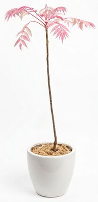 Beef and Onion Tree