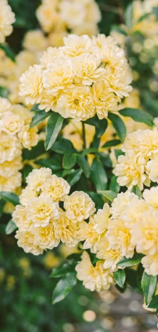 Climbing Thornless Yellow Roses