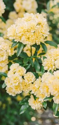 Climbing Thornless Yellow Roses