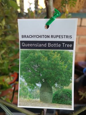Queensland Bottle Tree