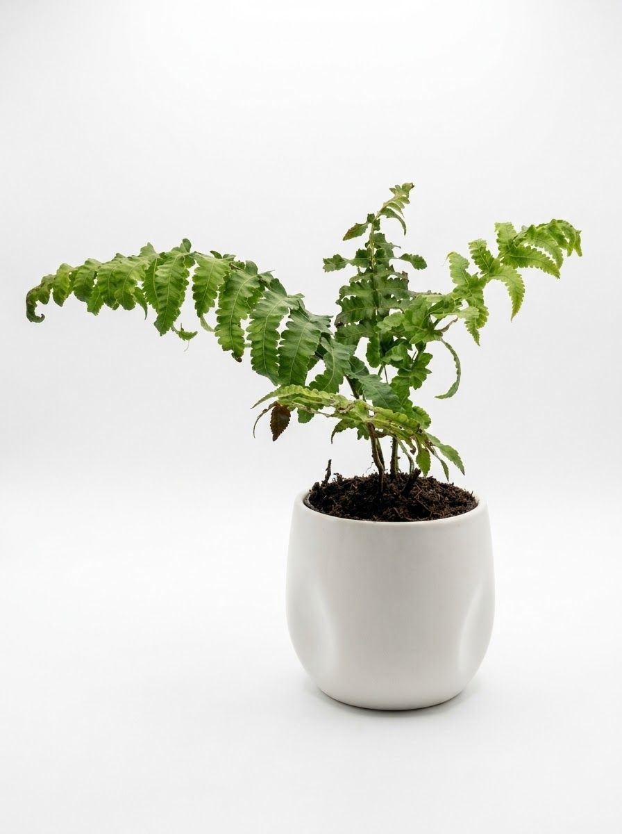 Paco Fern