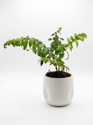 Paco Fern