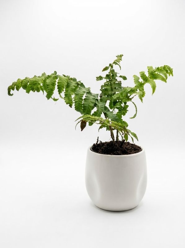 Paco Fern