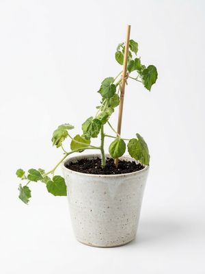 Indian Mallow