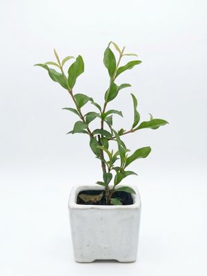 Pixie Dwarf Acerola