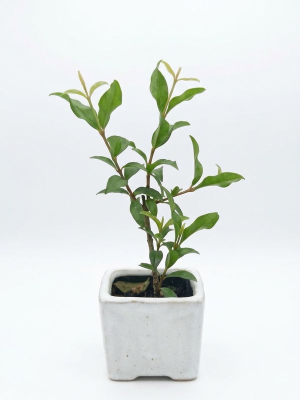 Pixie Dwarf Acerola