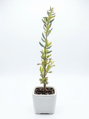 Elegant Wattle