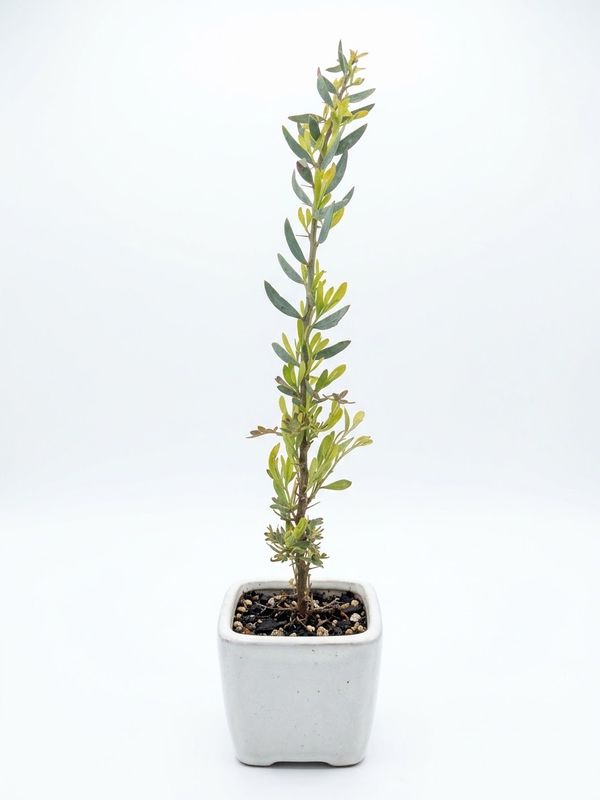 Elegant Wattle
