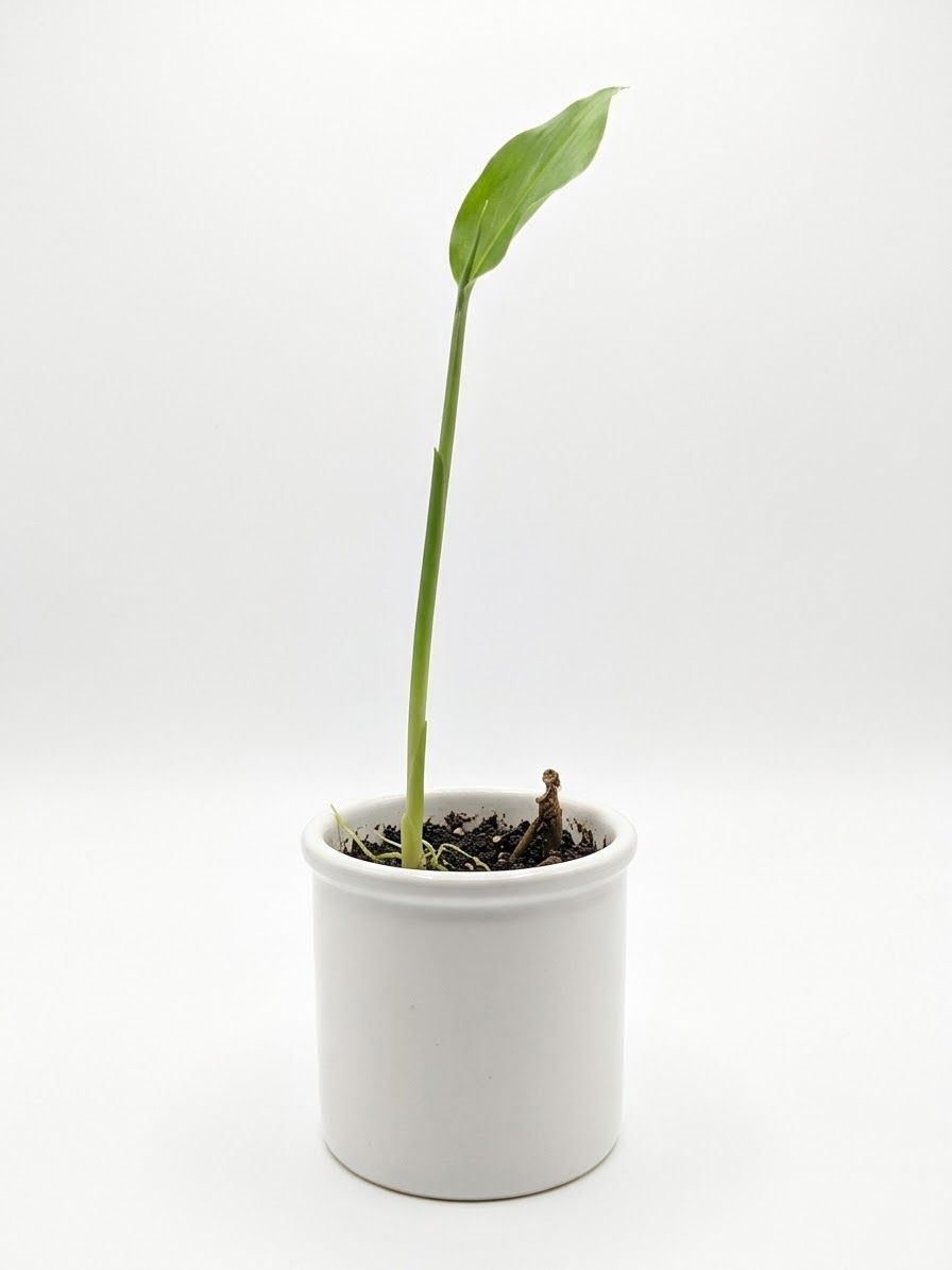 Myoga Japanese Ginger