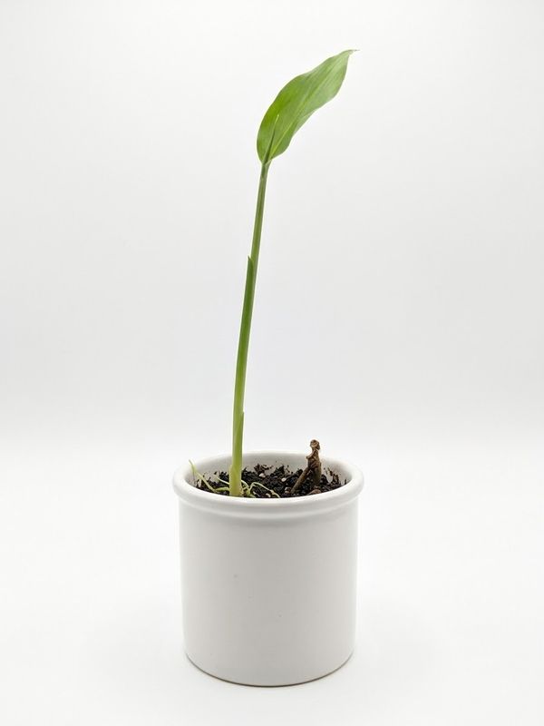 Myoga Japanese Ginger
