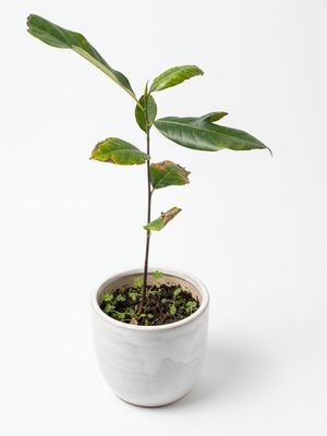 Mini Nanka - Dwarf Jackfruit