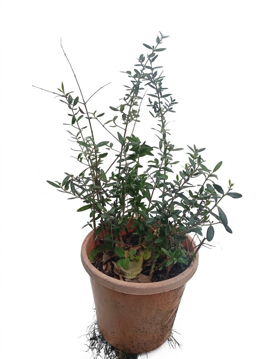 Seedlings Olives