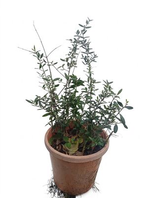 Seedlings Olives