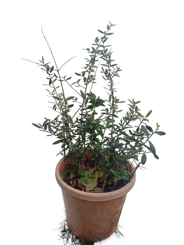 Seedlings Olives