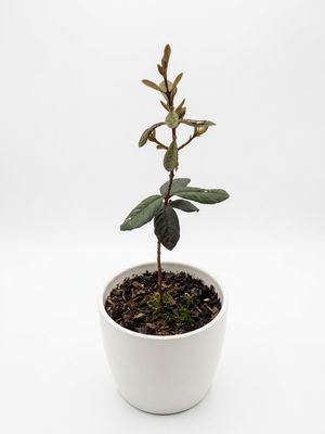 Purple Malay Guava