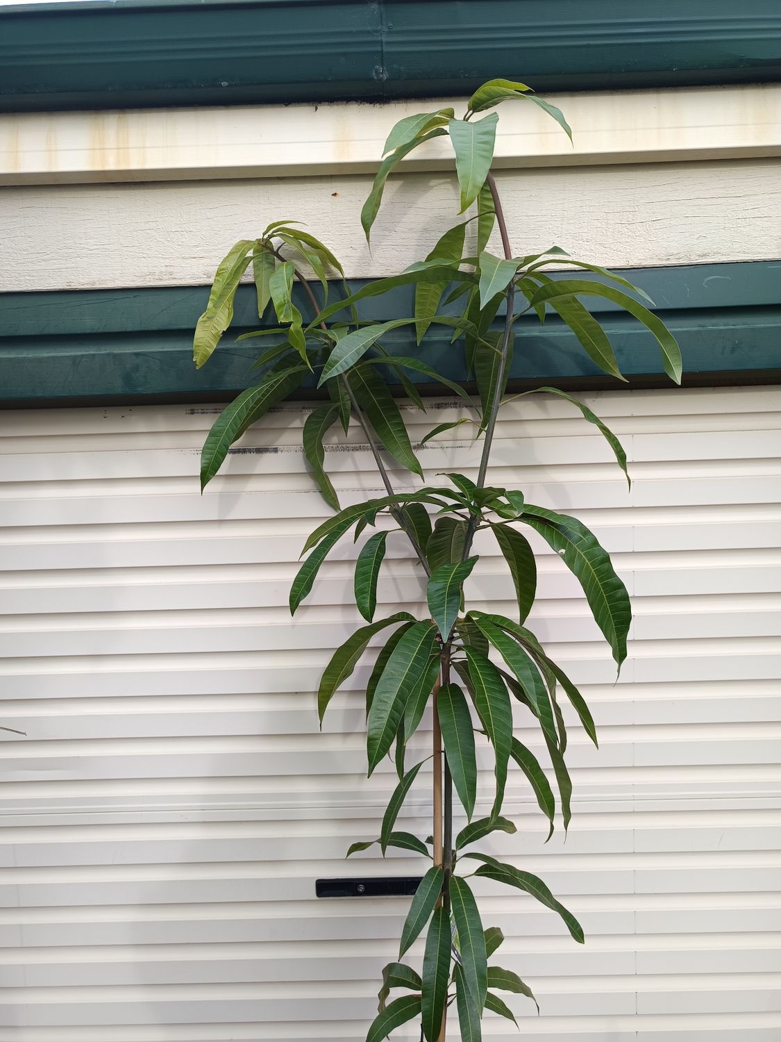 KP Mango seedling