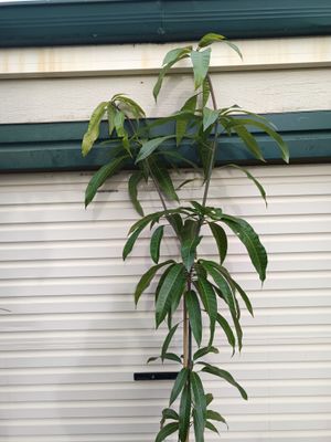 KP Mango seedling
