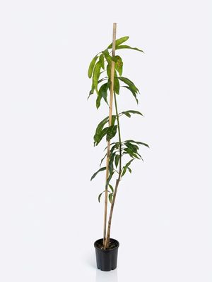 KP Mango seedling