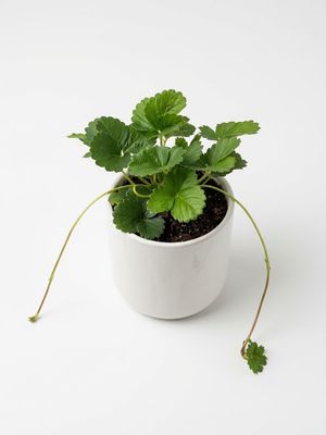 Beltran Strawberries
