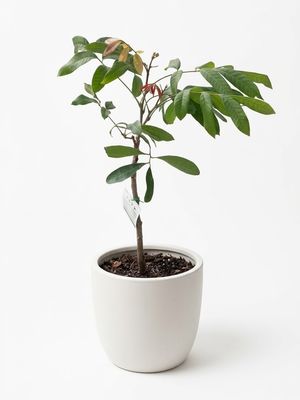 Kohala Longan